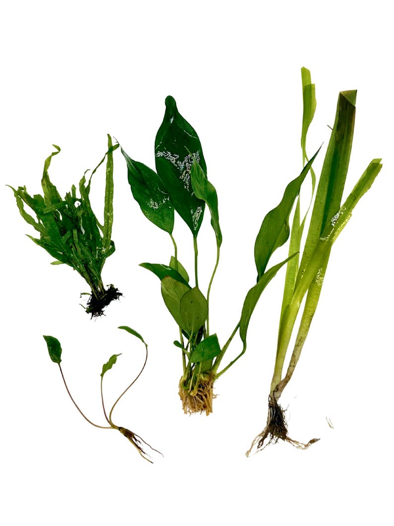 Betta Aquarium Live Plant Bundle- Anubias, Crypt, Val, & Java Fern 5-Gallon Aquarium