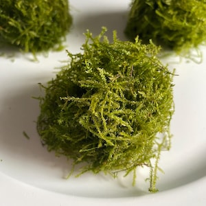May include: Three balls of green moss on a white plate. The moss is soft and fluffy, and it looks like it would be perfect for a terrarium or other decorative project.