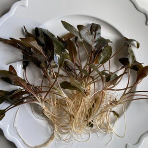 May include: A bunch of brown and green aquatic plants with long, thin roots on a white plate.