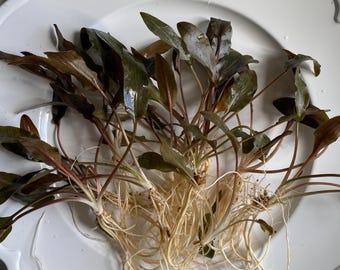 FANCY Cryptocoryne Beckettii - Reddish brown crypt - Easy live beginner plant that provides new textures and colors to your fish aquarium!