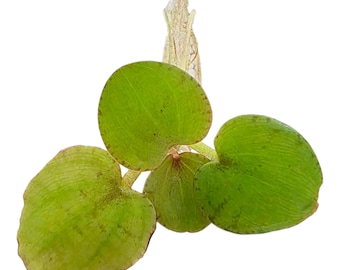 Frogbit Floaters Live Floating Aquarium or Pond Plant 3-5 leaves - Suitable for betta fish, shrimp, baby fish like guppies!