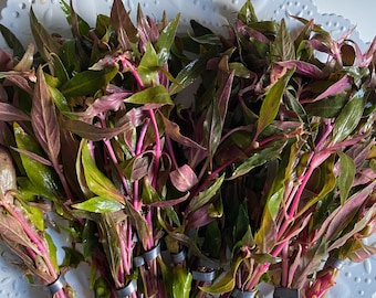 Scarlet Temple - Easiest Red Live Aquarium Plant - Emersed/Transitioning Cuttings- Beautiful pink tint for aquascaping! - Prefers high light