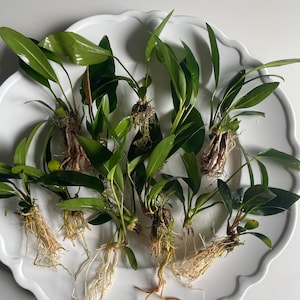 May include: A white plate with eight green plants with roots. The plants are arranged in a circle on the plate.