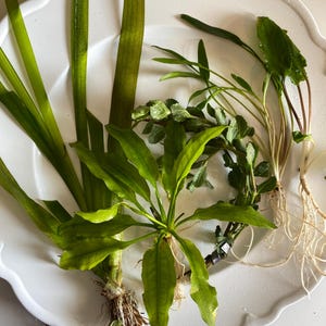 May include: A collection of various aquatic plants with long, slender green leaves and visible white root systems. The plants are arranged together, featuring different leaf shapes and textures, including broad, pointed, and serrated foliage.