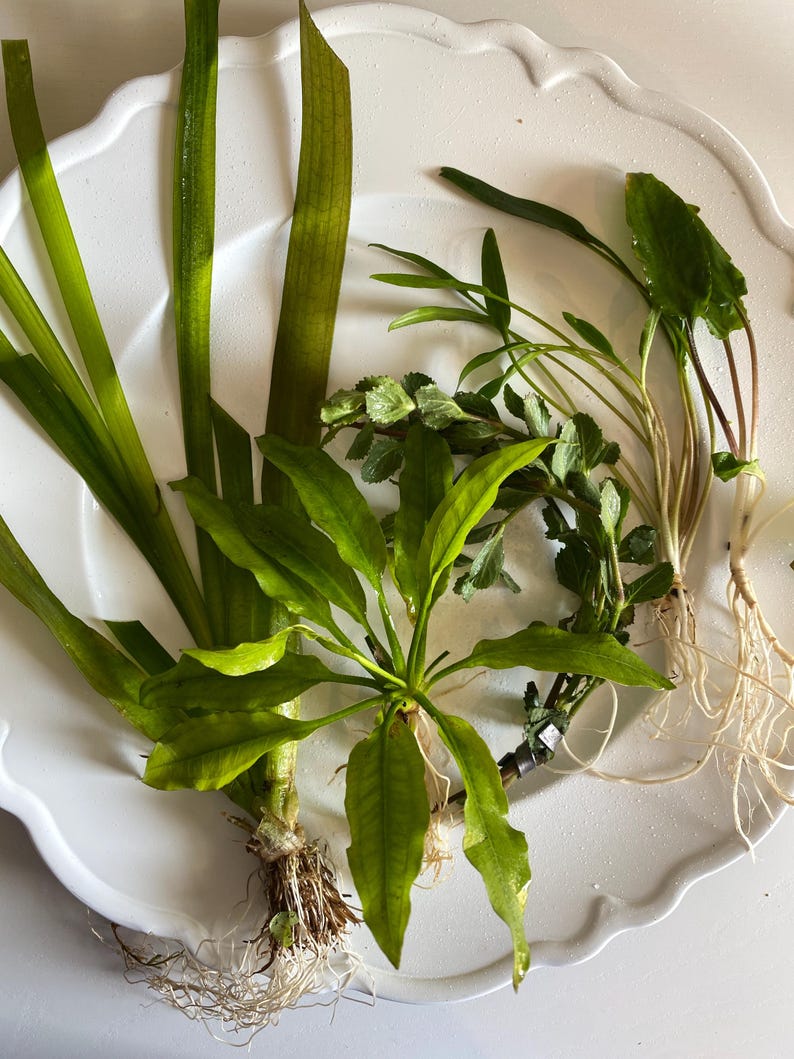May include: A collection of various aquatic plants with long, slender green leaves and visible white root systems. The plants are arranged together, featuring different leaf shapes and textures, including broad, pointed, and serrated foliage.