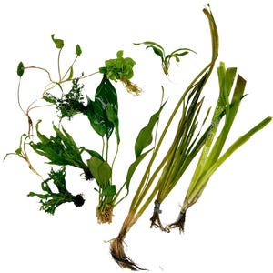 Betta Aquarium Live Plant Bundle- Anubias, Crypt, Val, & Java Fern 15-Gallon Aquarium