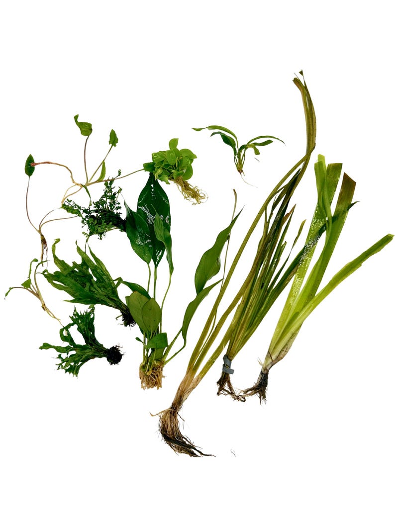 Betta Aquarium Live Plant Bundle- Anubias, Crypt, Val, & Java Fern 15-Gallon Aquarium