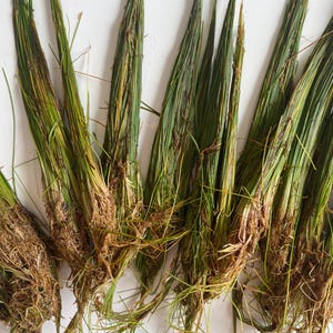 May include: A collection of dried, green and brown grass bundles with visible roots. The grass blades are long and slender, with a mix of green and yellow hues. The roots are a light brown color, and the overall appearance suggests a natural, organic theme.