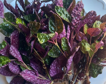 May include: A bunch of purple and green leafy vegetables on a white plate. The leaves are bundled together with rubber bands.
