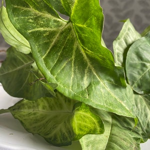 May include: Close-up of a variegated green plant with large, heart-shaped leaves. The leaves have a light green and white pattern.