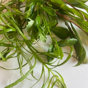 No CO2 Stem Plant Bundle- Stellatus, Hygro, and Wisteria. Beginner plants for tanks without CO2.  Great for guppies, platies, or nano fish