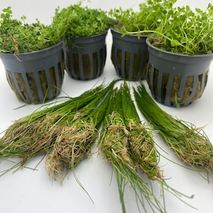 No Co2 Aquarium Plants - Etsy