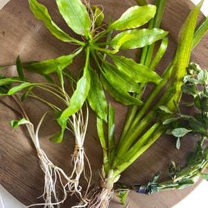 May include: A collection of various aquatic plants with vibrant green leaves and visible white root systems. The assortment includes broad-leafed specimens and a stem plant with small, serrated foliage, all featuring healthy, fresh green coloration.