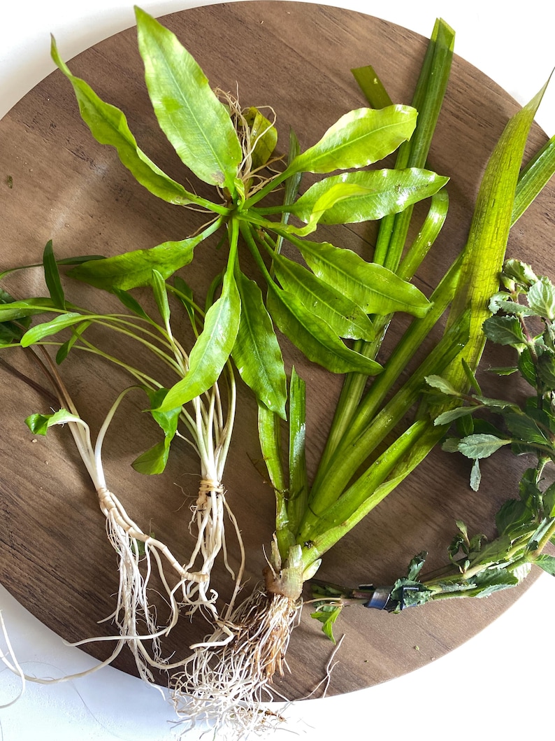 May include: A collection of various aquatic plants with vibrant green leaves and visible white root systems. The assortment includes broad-leafed specimens and a stem plant with small, serrated foliage, all featuring healthy, fresh green coloration.
