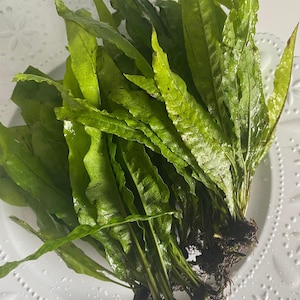 May include: A cluster of vibrant green aquatic fern leaves with elongated, lance-shaped blades and visible dark brown root systems at the base. The leaves exhibit a textured, slightly wavy surface with prominent veins, appearing moist.
