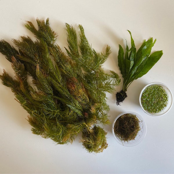 Goldfish Aquarium/Pond Live Plant Bundle- Java fern, Java moss, duckweed, and hornwort.