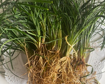 LG MONDO GRASS Bare Roots -Terrarium/Bog Live Plant - Grows great in Amphibian Paludariums or the top of an Aquarium!