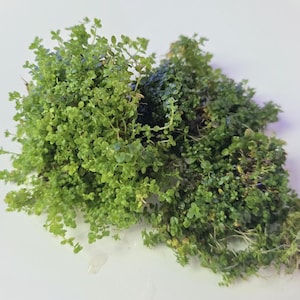 May include: A dense cluster of aquatic plants featuring small, rounded, vibrant lime-green leaves on thin, branching stems. The foliage is tightly packed, creating a lush, carpet-like appearance with visible root structures at the base of the plant.