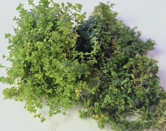 BUY 2 GET 1 FREE - Dwarf Baby Tears - Carpeting plant that grows a thick mat - Requires co2 - Beautiful foreground live aquarium plant