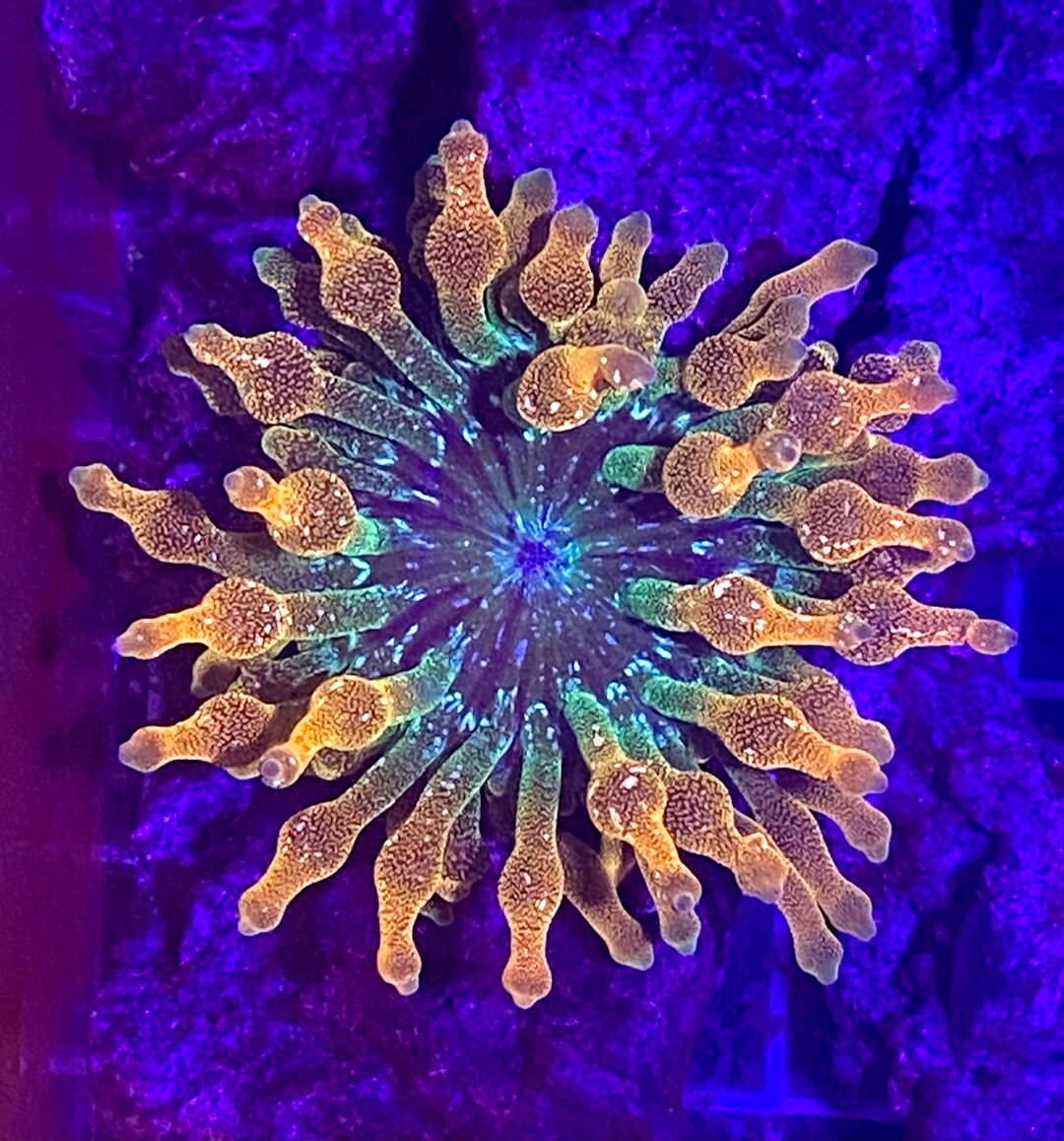 Live Premium Corals Message for Requests Torches, Bubble Tip Anemones