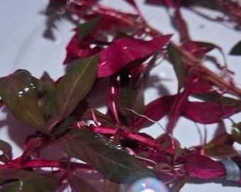 Tofu's Tanks "Ludwigia Peru" (Ludwigia Peruensis) Live Red Aquarium Stem Plant for Fish Aquariums