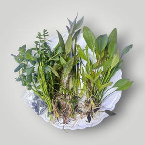 May include: A collection of various green aquatic plants with visible roots and stems arranged on a white scalloped plate. A small clear plastic bag containing dark gray cylindrical weights is positioned on the left side of the plant bundle.