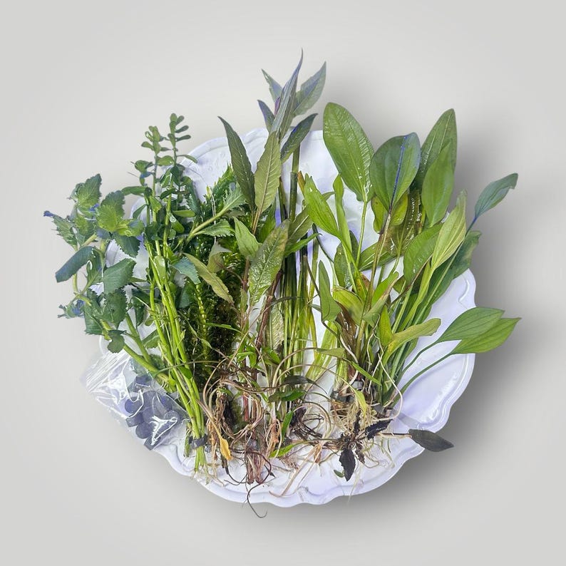 May include: A collection of various green aquatic plants with visible roots and stems arranged on a white scalloped plate. A small clear plastic bag containing dark gray cylindrical weights is positioned on the left side of the plant bundle.