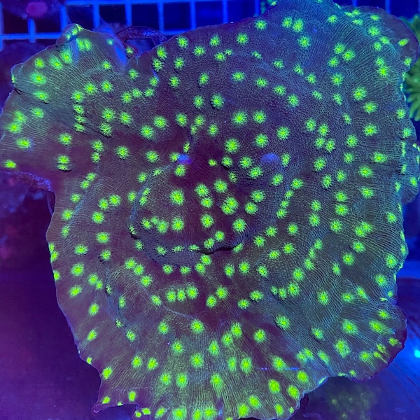 COLONIES: Oversized/large Live Corals - Assorted Colors, Species - Duncans, Torches, Chalices, SPS/LPS - Message us for Requests!