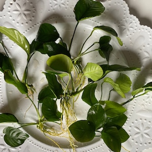 FANCY Anubias Barteri, Congensis, Nana, Coffeefolia, Hastifolia- Great easy live aquarium plant for Goldfish, Cichlids, and Betta Fish