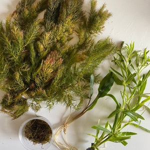 May include: Three bundles of green aquatic plants with roots, one in a clear plastic container, and one with a gray zip tie.