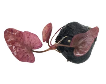 Tiger Lotus Aquatic Plant-Stunning, colorful, variegated leaves. Intermediate to advanced care. Unique centerpiece for aquariums!