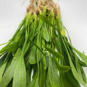 May include: A bundle of fresh, green aquatic plants with long, slender leaves and visible roots. The leaves are a vibrant green color, with water droplets visible on the surface. The plant is likely used for aquarium or pond decoration.