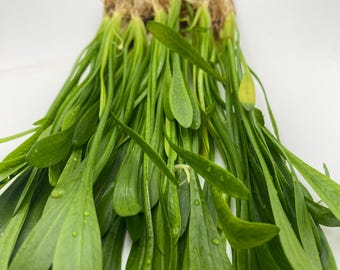 Sagittaria Subulata "Narrowleaf" Live Aquatic Plant- Easy foreground/midground carpeting aquarium plant!