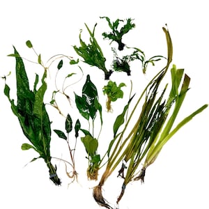 Betta Aquarium Live Plant Bundle- Anubias, Crypt, Val, & Java Fern 20-Gallon Aquarium