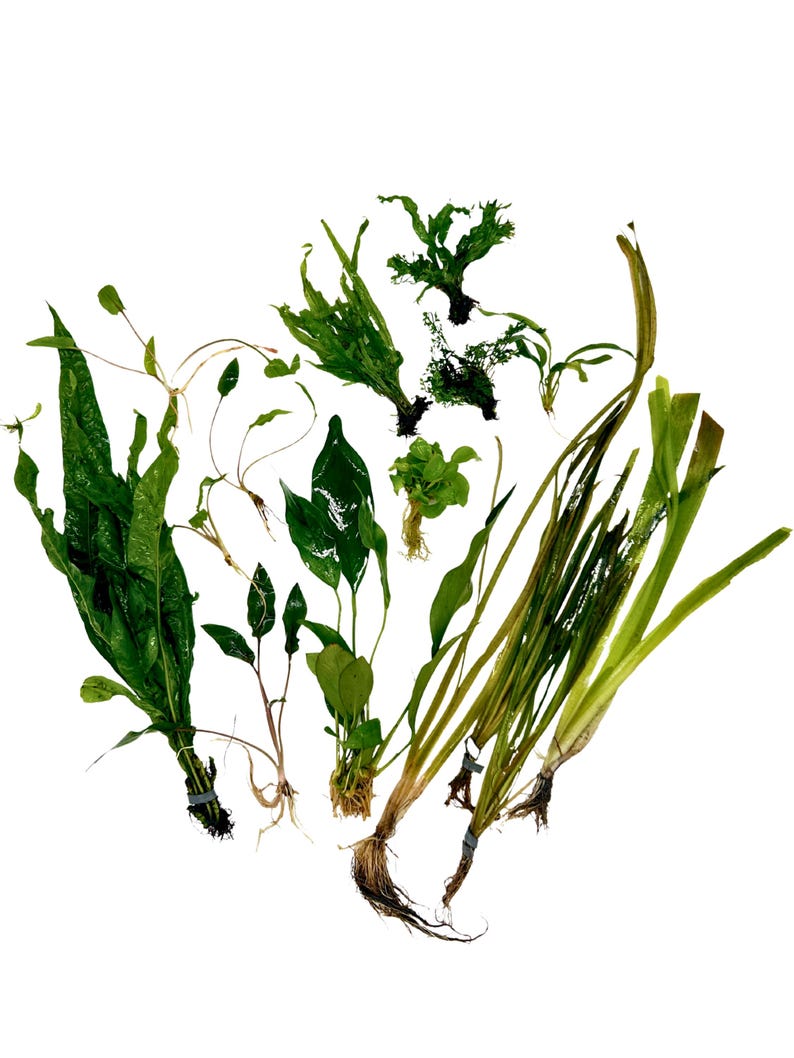 Betta Aquarium Live Plant Bundle- Anubias, Crypt, Val, & Java Fern 20-Gallon Aquarium