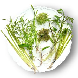 May include: A collection of various aquatic plants with green foliage, including long grass-like stems, feathery fronds, and dense moss-like clusters, all arranged on a white scalloped plate with visible roots and small metal plant weights.
