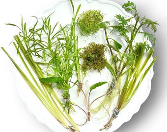 Tofu's Tanks Shrimp Live Aquatic Plant Bundle- Background, Foreground, Fluffy Stems, and Moss/Floaters!