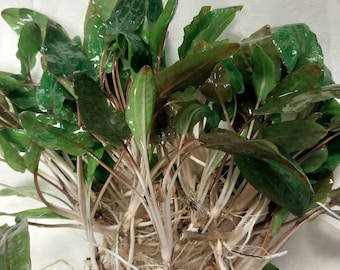 FANCY Small Brown Crypt (Cryptocoryne Wendtii "Brown") Easy Beginner Live Aquarium Plant - Great natural decor for fish aquariums!