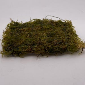 May include: A rectangular patch of preserved green moss, ideal for craft projects and decorative displays. The moss has a natural, textured appearance with varying shades of green and brown.