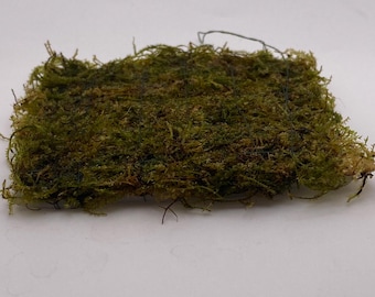 Tofu's Tanks Aquatic Moss Mat (3” x 3”) Live Aquarium Plant. Create a lush moss carpet in your freshwater tank! Easy, low maintenance plant.