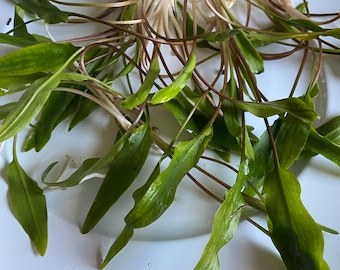 Lutea Crypt (Cryptocoryne) Easy Live Aquarium Plant- Natural decor for aquascaping tanks! Midground or foreground plant.