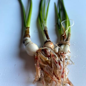 K&ouml;nnte beinhalten: Nahaufnahme von drei kleinen wei&szlig;en Zwiebeln mit gr&uuml;nen Trieben und einer verworrenen Masse aus braunen und roten Wurzeln.