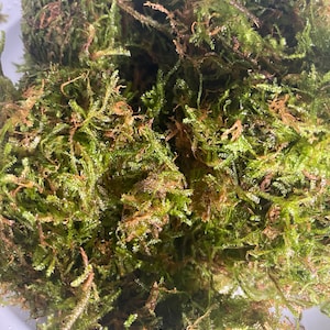 May include: Close-up of a pile of green and brown moss. The moss has a dense, textured appearance with varying shades of green and hints of brown. The image highlights the natural, organic texture of the moss.