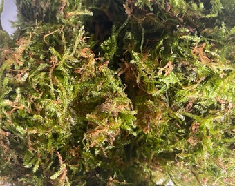 BUY 2 GET 1 FREE Christmas Moss 2oz - Vesicularia montagnei - Great for betta fish, shrimp, or guppies!  Easy, beginner, low light plant