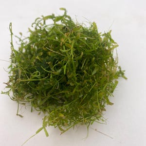 May include: A close-up shot of a vibrant green aquatic plant, likely used for aquarium decoration. The plant has thin, delicate stems and small leaves, creating a dense, textured appearance. The plant is on a white background.