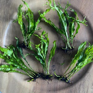 May include: Five green fern plants with roots, arranged on a wooden surface.