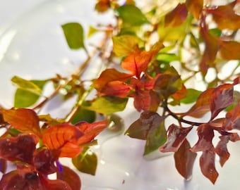 Tofu's Tanks Ludwigia "Super Red Mini-Leaf" (Ludwigia Repens) Live Red Aquarium Stem Plant for Fish Aquariums - Strong Light = More Red