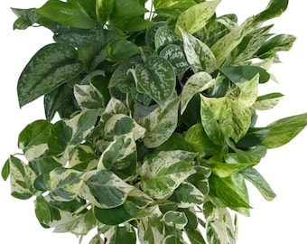 Tofu's Tanks Pothos - Live Plant - Can Grow in Aquariums with Roots in Water and Leaves in Air