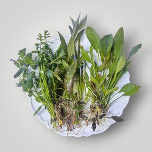 May include: A collection of various green aquatic plants with visible roots and stems arranged on a white scalloped plate. The assortment includes leafy plants with broad, pointed foliage and slender, branching stems with small, serrated leaves.