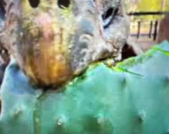 tuna cactus-tuna liofilizada para alimentación de tortugas